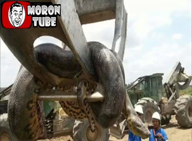 Video :In Brazil, workers find a giant anaconda